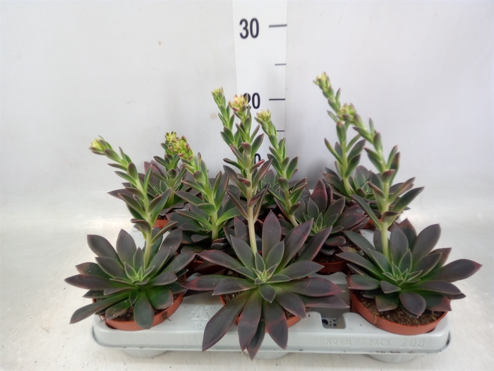 <h4>Echeveria   ...</h4>