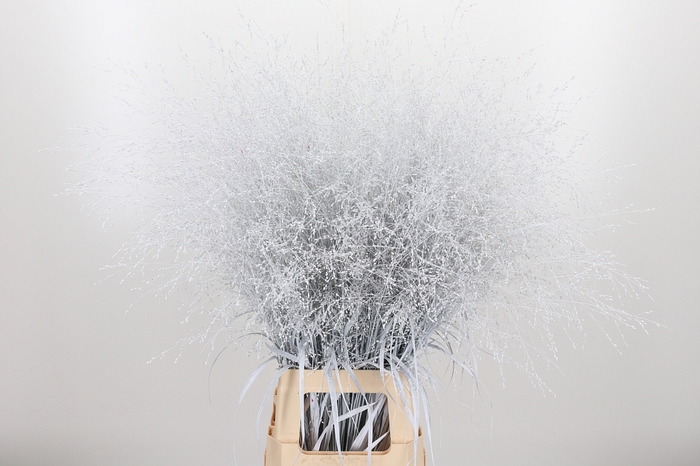 <h4>Panicum Kl Bh Wit</h4>