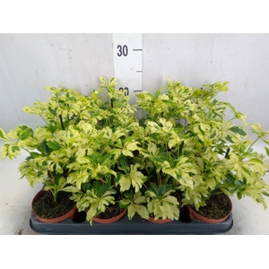 Schefflera arbor. 'Janine'