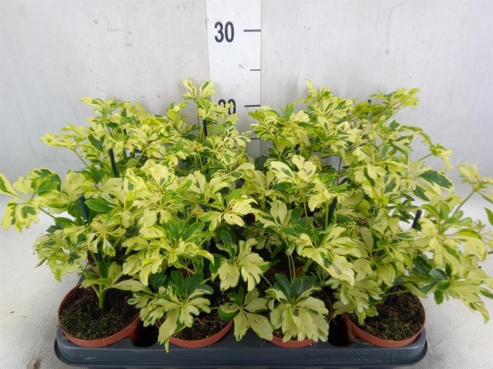 <h4>Schefflera arbor. 'Janine'</h4>