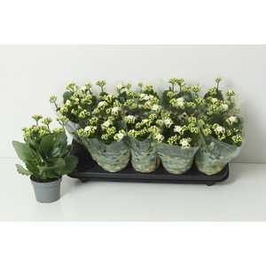 KAL GE PERFECTA WHIT