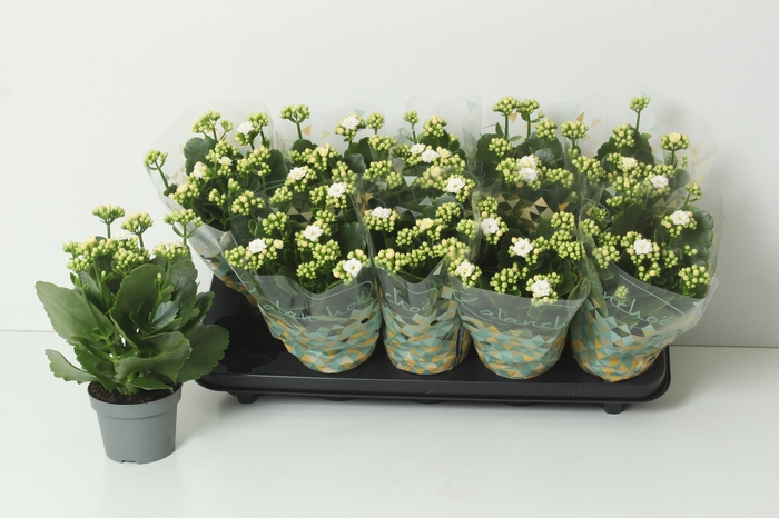 <h4>KAL GE PERFECTA WHIT</h4>