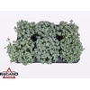arr8 Sedum Sp Cape Blanco