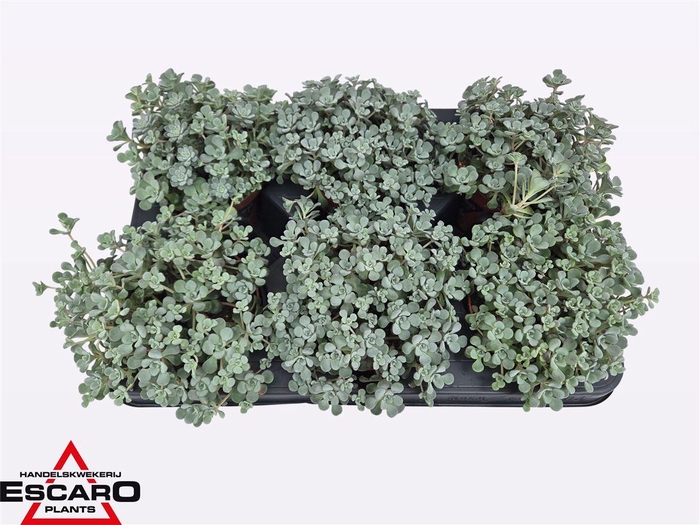 <h4>Sedum Sp Cape Blanco</h4>