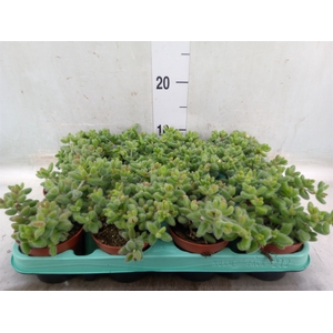 Delosperma echinatum
