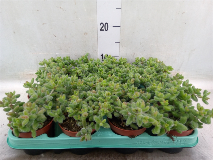 <h4>Delosperma echinatum</h4>