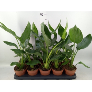 Strelitzia reg.   ...no flowers
