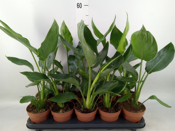 <h4>Strelitzia reg.   ...no flowers</h4>
