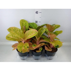 Aglaonema   ...
