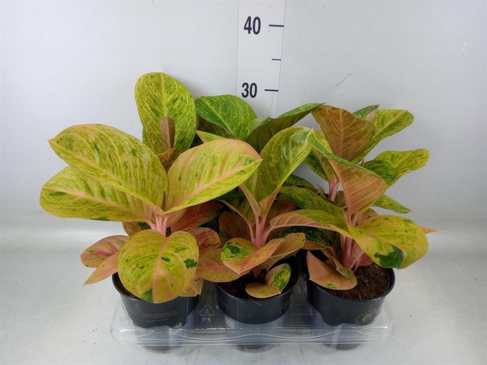 <h4>Aglaonema ...</h4>