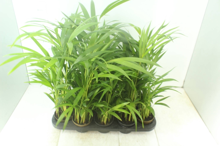 <h4>ARECA BAMBU P11</h4>