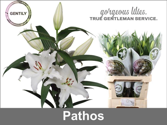 <h4>Pathos 4+</h4>