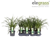 Carex Irish Green P14 - Elegrass