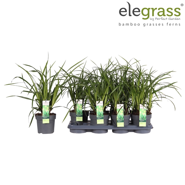 Carex Irish Green P14 - Elegrass