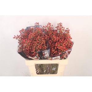 Rosa Autumn Rosefruits