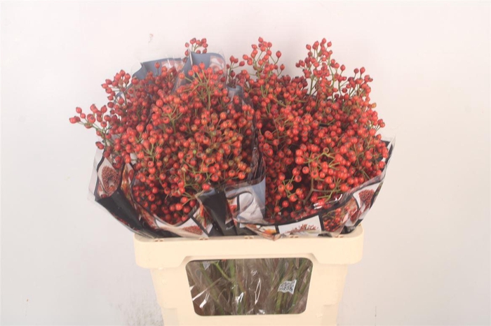 <h4>Rosa Autumn Rosefruits</h4>