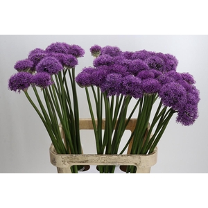 Allium Gladiator