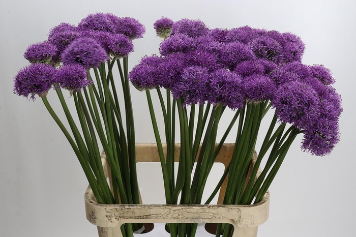 <h4>Allium Gladiator</h4>