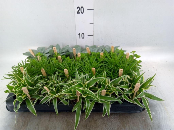 <h4>Planten  ..mix</h4>