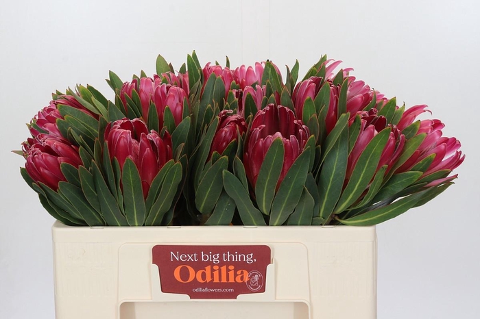 <h4>Protea Brenda</h4>