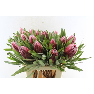 Protea Lieben Cherry