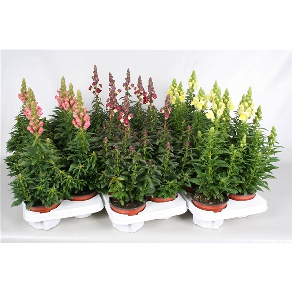 <h4>Antirrhinum mix</h4>