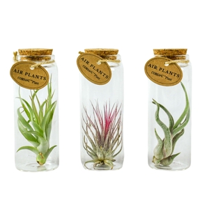 ARR TILLANDSIA