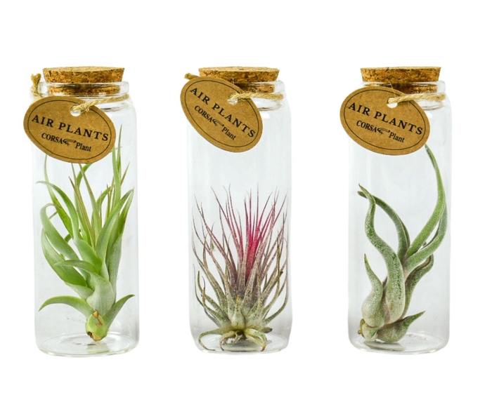 ARR TILLANDSIA
