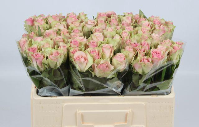 <h4>Rosa gr Belle Rose</h4>