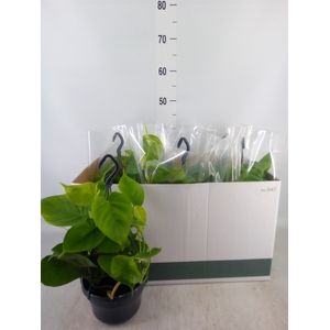 Philodendron scand.