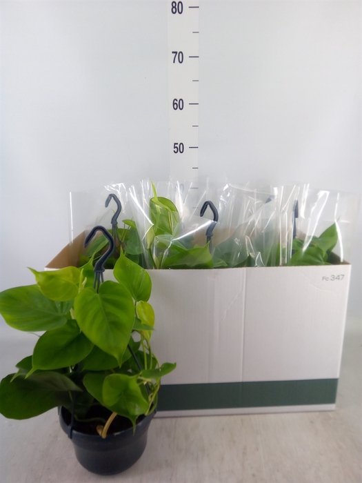<h4>Philodendron scand.</h4>