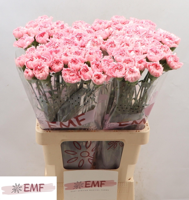 <h4>DI ST JULIA</h4>