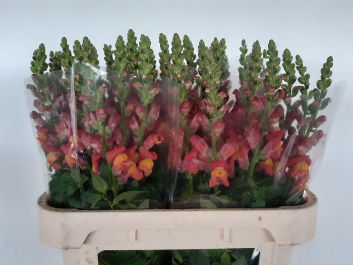 <h4>ANTIR ANI ORANGE</h4>