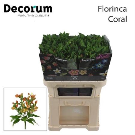 <h4>Alst Fl Coral</h4>