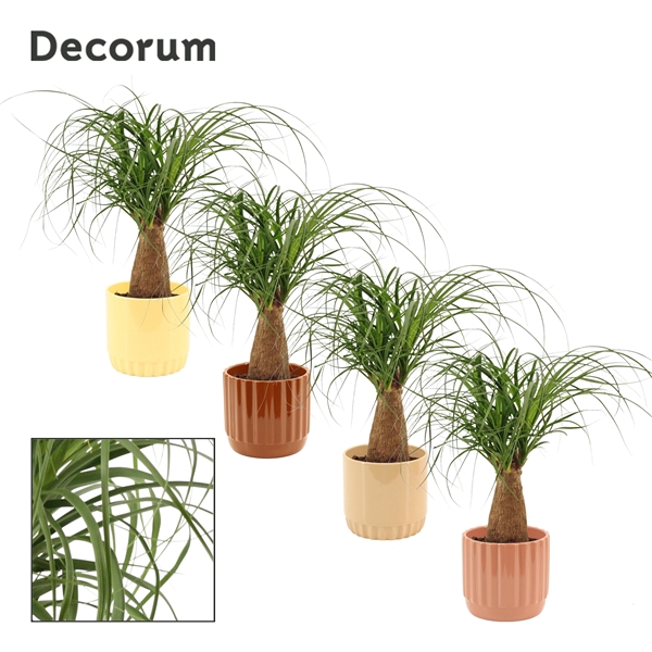 <h4>Beaucarnea recht 12 cm in Liam (Coffee blend-collection)</h4>
