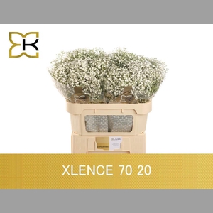 GYPS PA XLENCE 20 GRAM