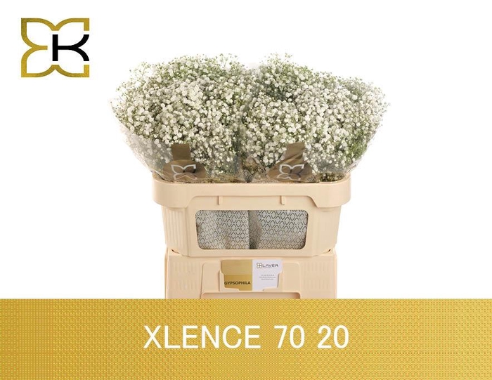 <h4>GYPS PA XLENCE</h4>
