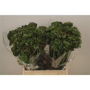 Ran Pon-pon Riviera Oldgreen