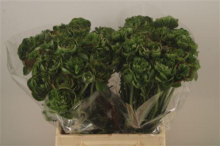 <h4>Ran Pon-pon Riviera Oldgreen</h4>