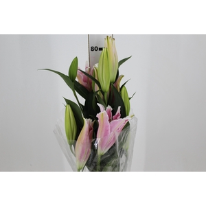 LIRIO SORBONNE 080 CM HT 2/3 FLS