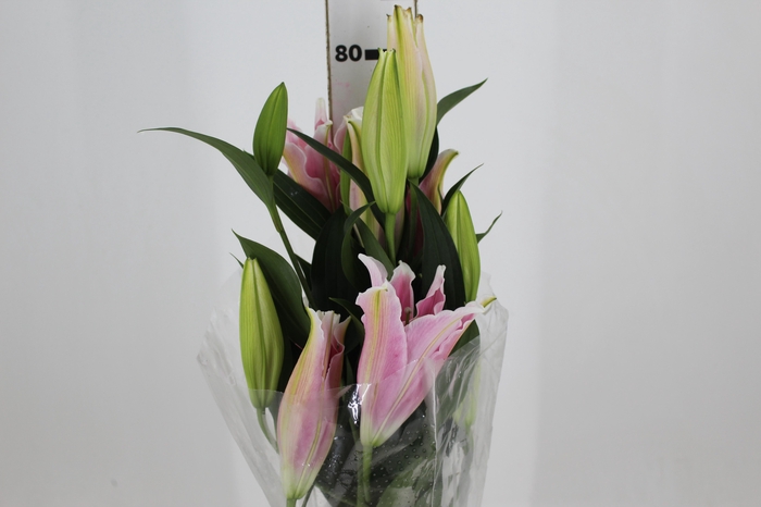 LIRIO SORBONNE 080 CM HT 2/3 FLS