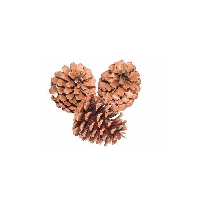 <h4>Pinecone Maritima L10/12 100pcs</h4>