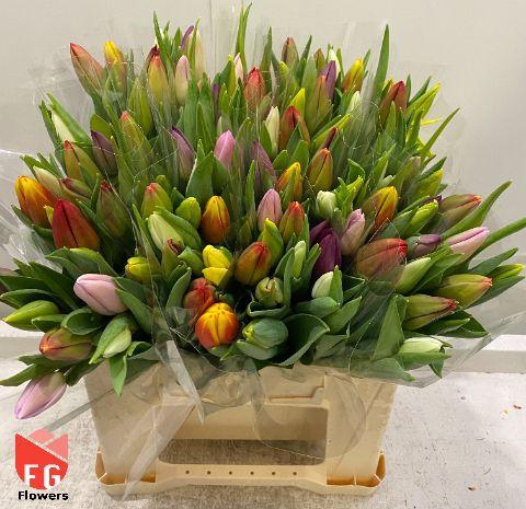 <h4>Tu En Gem Plastic</h4>