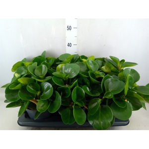 Peperomia obt. 'Green Gold'