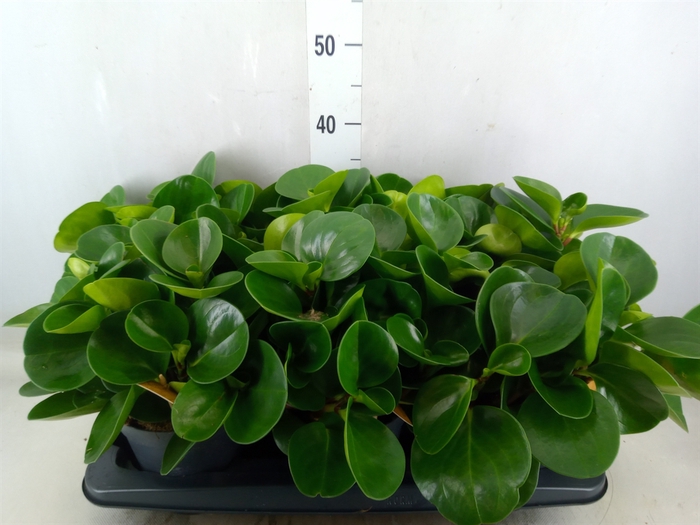 <h4>Peperomia obt. 'Green Gold'</h4>