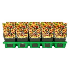 Heliopsis