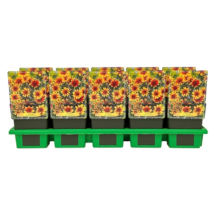 <h4>Heliopsis</h4>