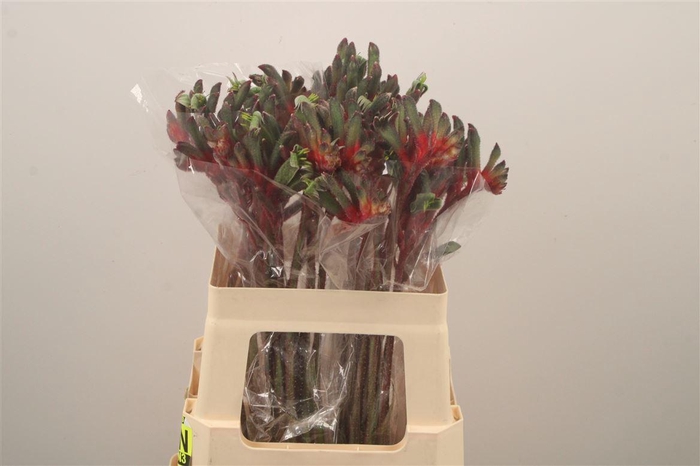 <h4>Anigoz Royal Cheer</h4>