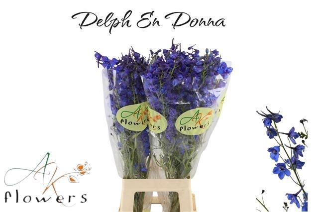 <h4>DELPH EN DONNA</h4>