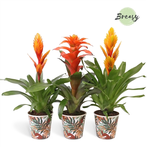 <h4>Bromelia Green - 13cm in Ponza | Mimesis</h4>